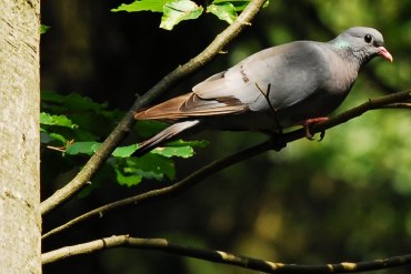 Vítání ptačího zpěvu v Kněžnicích – Peklovsi