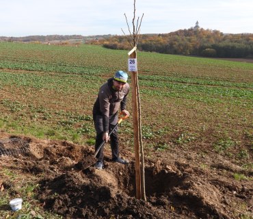 Sázení stromu - 70 let CHKO Český ráj