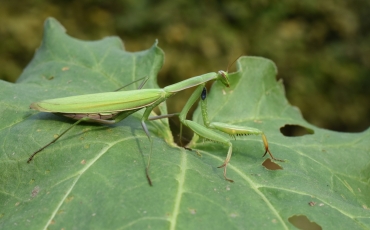 Kudlanka